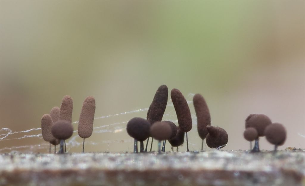 Cribraria argillacea